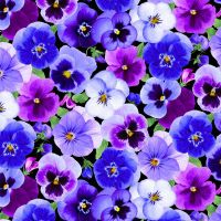 ttPANSY-CD3750 PANSY